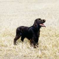 Picture of lydemoor lloyd , field spaniel standing in a stubble field
