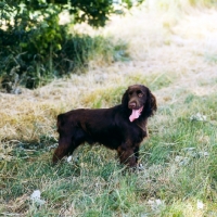 Picture of lydemoor lloyd,  field spaniel standing in a field