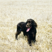 Picture of lydemoor lloyd,  field spaniel standing in a stubble field