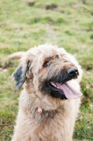 Picture of lying Briard lying on grass