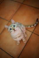 Picture of lynx bengal cat sitting and looking up