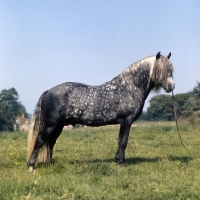 Picture of Macnamara, Connemara stallion in his young days