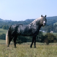 Picture of Macnamara, Connemara stallion when young