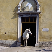 Picture of maestoso, lipizzaner stallion at the portal of the velbanca, ancient, historic door to stable at lipica