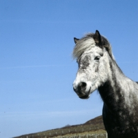 Picture of Maggie, Eriskay Pony head study 