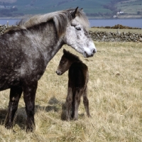 Picture of maggie, Eriskay Pony mare watching over her foal