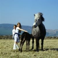 Picture of Maggie, Eriskay Pony mare with foal suckling and children