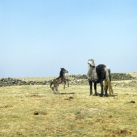 Picture of Maggie, Eriskay Pony mare with foal playing and showing off