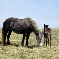 Picture of Maggie, Eriskay Pony with foal