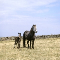 Picture of Maggie, Eriskay Pony with foal