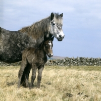 Picture of maggie, Eriskay Pony with her foal