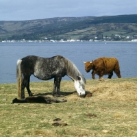 Picture of Maggie Eriskay Pony with young foal sleeping and Highland Cattle