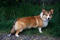 Picture of magnificent edwards boy,  undocked pembroke corgi with low tail carriage 