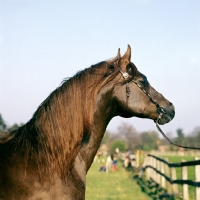 Picture of Magnifico, Arab stallion head study