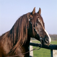 Picture of Magnifico, Arab stallion head study 