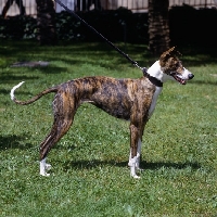 Picture of magyar agar, pasztortuzvirag bator dite gaetanne,  side view on leash