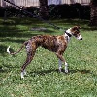 Picture of magyar agar, pasztortuzvirag bator dite gaetanne, side view on leash