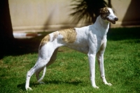 Picture of magyar agar, rokatekergeto alma, standing on grass