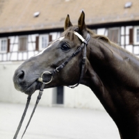 Picture of maifurst, wÃ¼rttemberger stallion at marbach 