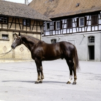 Picture of maifurst, wÃ¼rttmberger stallion in yard at marbach