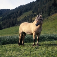 Picture of Maihelten 1692, Fjord Pony  stallion