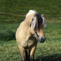 Picture of Maihelten 1692, Fjord Pony front view with hair covering eyes