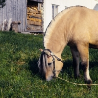 Picture of Maihelten 1692, Fjord Pony grazing