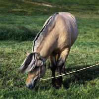 Picture of Maihelten 1692, Fjord Pony grazing in Norway showing trim of mane