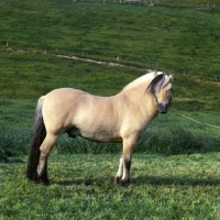 http://www.animal-photography.com/thumbs/maihelten_1692_fjord_pony_in_norway~AP-CUBPLX-TH.jpg