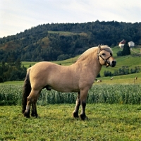 Picture of Maihelten 1692, Fjord Pony stallion, in Norway