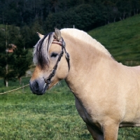 Picture of Maihelten 1692, Fjord Pony stallion head study