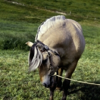 Picture of maihelten 1692, fjord pony stallion showing mane, in Norway 