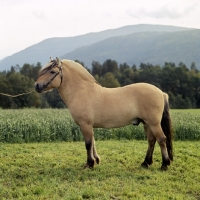Picture of Maihelten 1692, Fjord Pony stallion in Norway