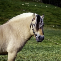 Picture of maihelten 1692, fjord stallion  in norway