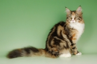 Picture of main coon cat on green background, tortie tabby and white colour