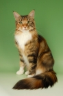 Picture of main coon cat sitting, tortie tabby and white colour