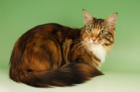 Picture of main coon cat, tortie tabby and white colour