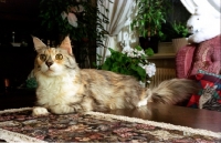 Picture of maine coon at home