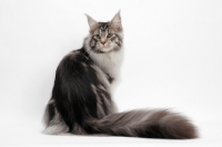 Picture of Maine Coon back view, Silver Classic Tabby colour, white background