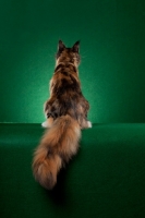 Picture of Maine Coon cat back view on green background