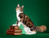 Picture of Maine Coon cat balancing on stack of old books on green background
