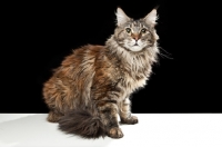 Picture of Maine Coon cat, black background