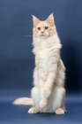 Picture of Maine Coon cat, Cream Silver Classic Tabby colour, standing on hind legs