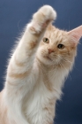 Picture of Maine Coon cat, Cream Silver Classic Tabby colour, standing on hind legs