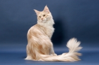 Picture of Maine Coon cat, Cream Silver Classic Tabby colour, back view