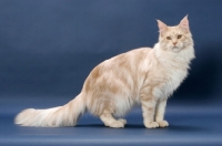 Picture of Maine Coon cat, Cream Silver Classic Tabby colour, standing 