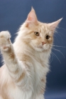 Picture of Maine Coon cat, Cream Silver Classic Tabby colour, lashing out