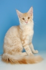 Picture of maine coon cat, cream tabby colour