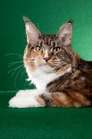 Picture of Maine Coon cat head shot on green background and looking at camera