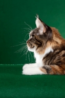 Picture of Maine Coon cat in profile on green background